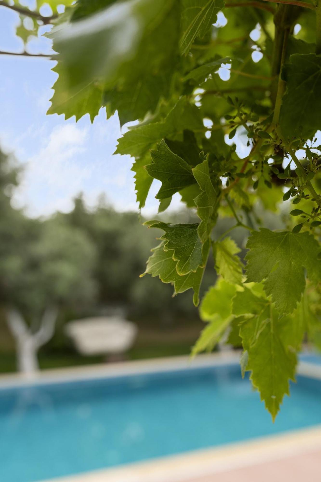 Отель Grape Datca Kizlan Экстерьер фото